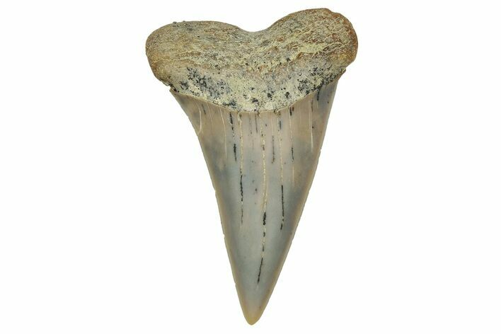 Colorful, Fossil Broad-Tooth Mako Shark Tooth - Bakersfield, CA #351425